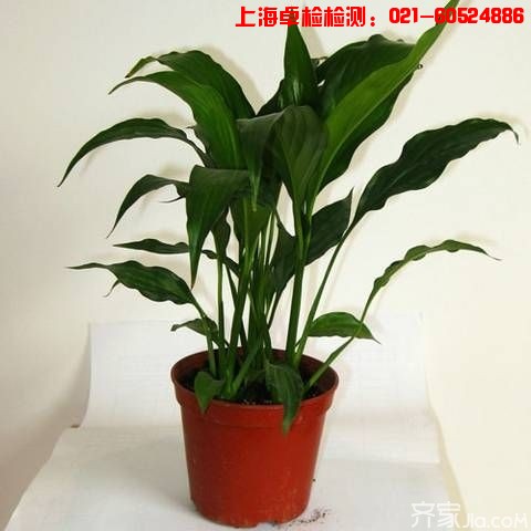 上海室內(nèi)空氣質(zhì)量檢測中心-上海CMA檢測報告